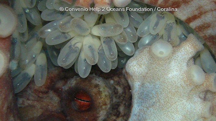 Octopuses (73)